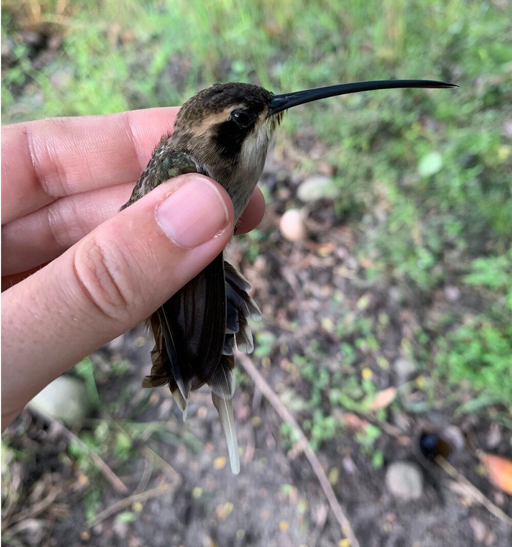 Primera expedición femenina de aves en Colombia
