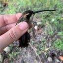En el bosque de Freno fueron identificadas 89 especies de aves, una de ellas este colibrí hermitaño (Phaethornis anthophilus). Foto: Natalia Ocampo P.