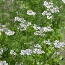 El cilantro es una planta con diversas propiedades medicinales y que se puede cultivar en casa.