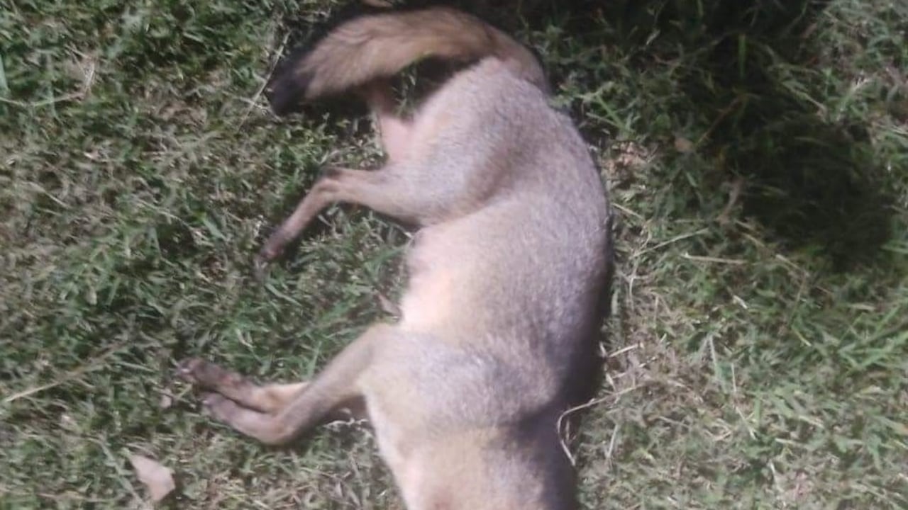 La zorrita alimentaba a sus crías cuando fue atropellada en el norte de Cali.