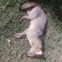 La zorrita alimentaba a sus crías cuando fue atropellada en el norte de Cali.