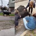 Vacas. Collage capturas de pantalla Noticiero TN y X @fedepp29.