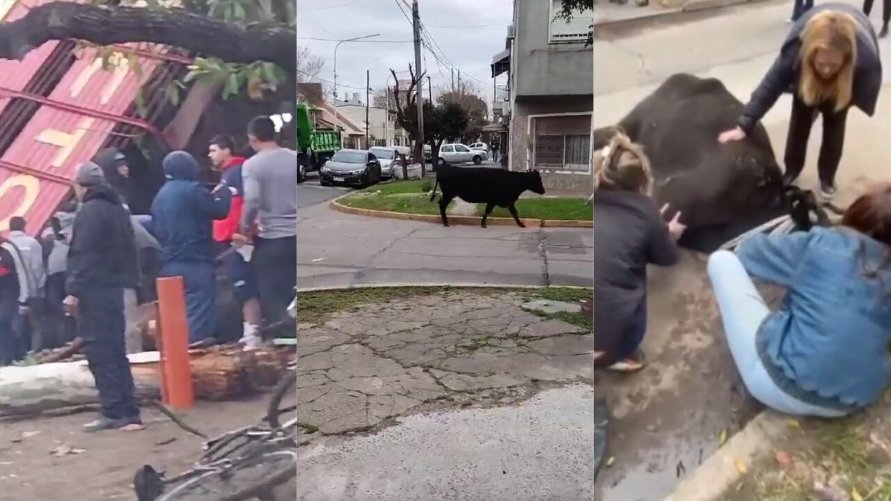 Las vacas que no resultaron muertas quedaron deambulando por las calles. Collage capturas de pantalla Noticiero TN y X @fedepp29.