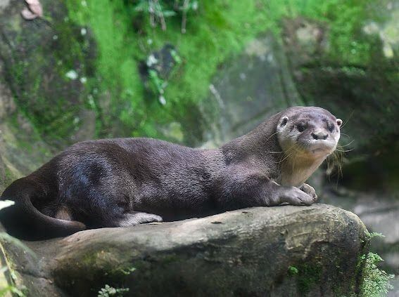 La nutria es un animal silvestre que habita en los ríos. No debe ser tomada como mascota.