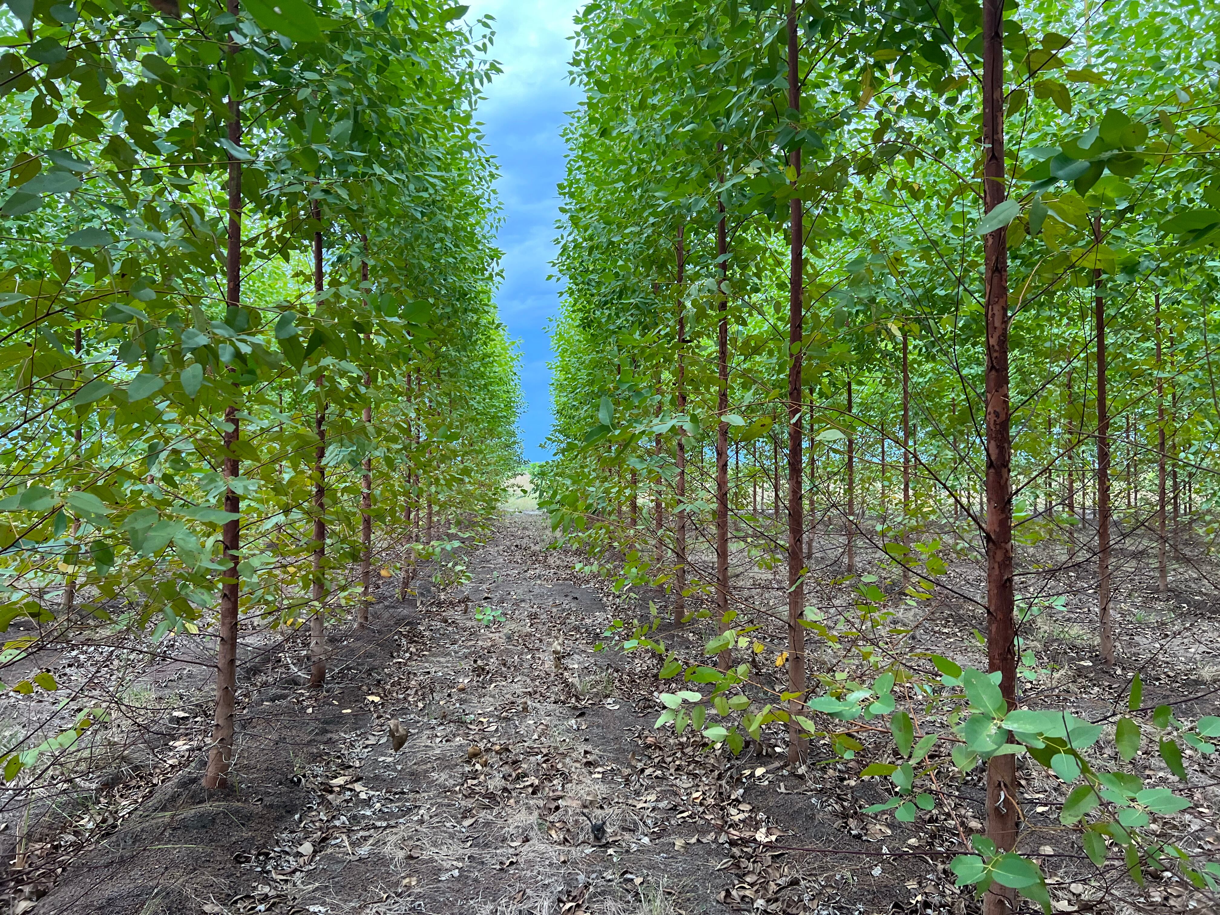 La compañía está a punto de recibir su tercer paquete de créditos de carbono y ya firmó una preventa con el mayor comercializador de créditos de carbono en el mundo por un precio piso de 15 dólares.