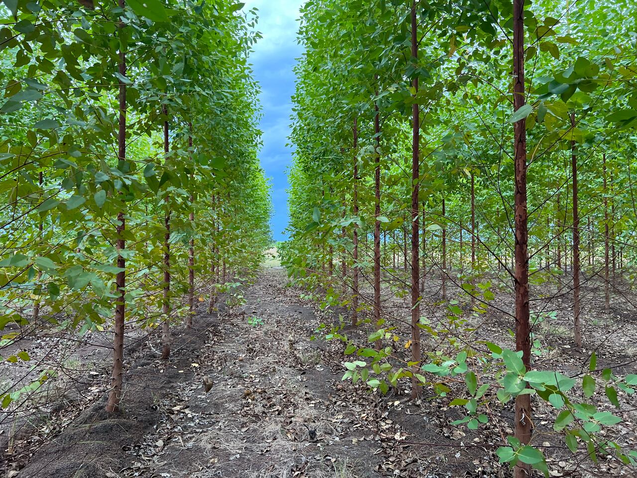La compañía está a punto de recibir su tercer paquete de créditos de carbono y ya firmó una preventa con el mayor comercializador de créditos de carbono en el mundo por un precio piso de 15 dólares.