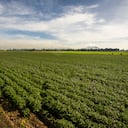 Agricultura, cultivos
Sector agricola