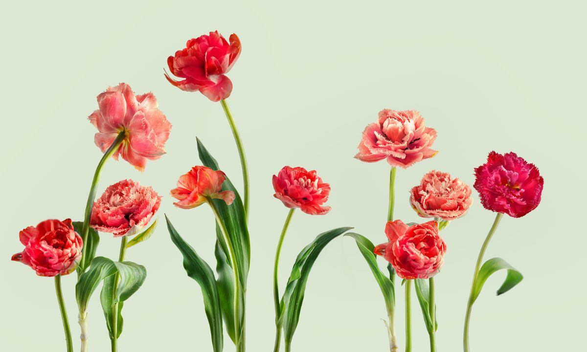 Flores que duran más tiempo.