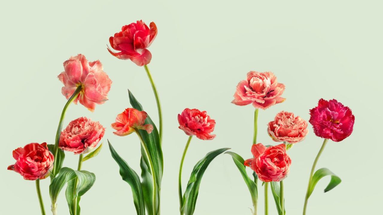 Flores que duran más tiempo.