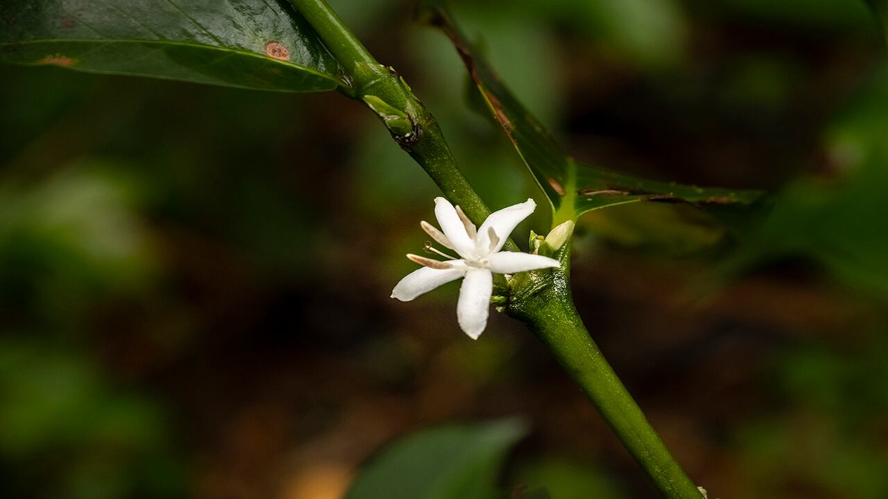 El café, antes de germinar en un grano, suelta una flor blanca que decora los sembrados