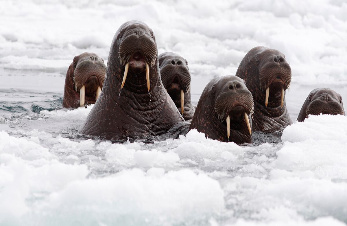 Investigadores de Estados Unidos realizan esfuerzos para conocer el número de morsas del pacífico y determinar si necesitan protección especial para conservar su especie. (AP)