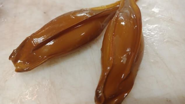 Huevo de tiburón fantasma