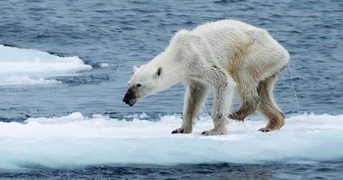 La foto de una osa polar desnutrida, el año pasado, mostró la impactante realidad de estos animales. (Foto de Kerstin Langenberger).