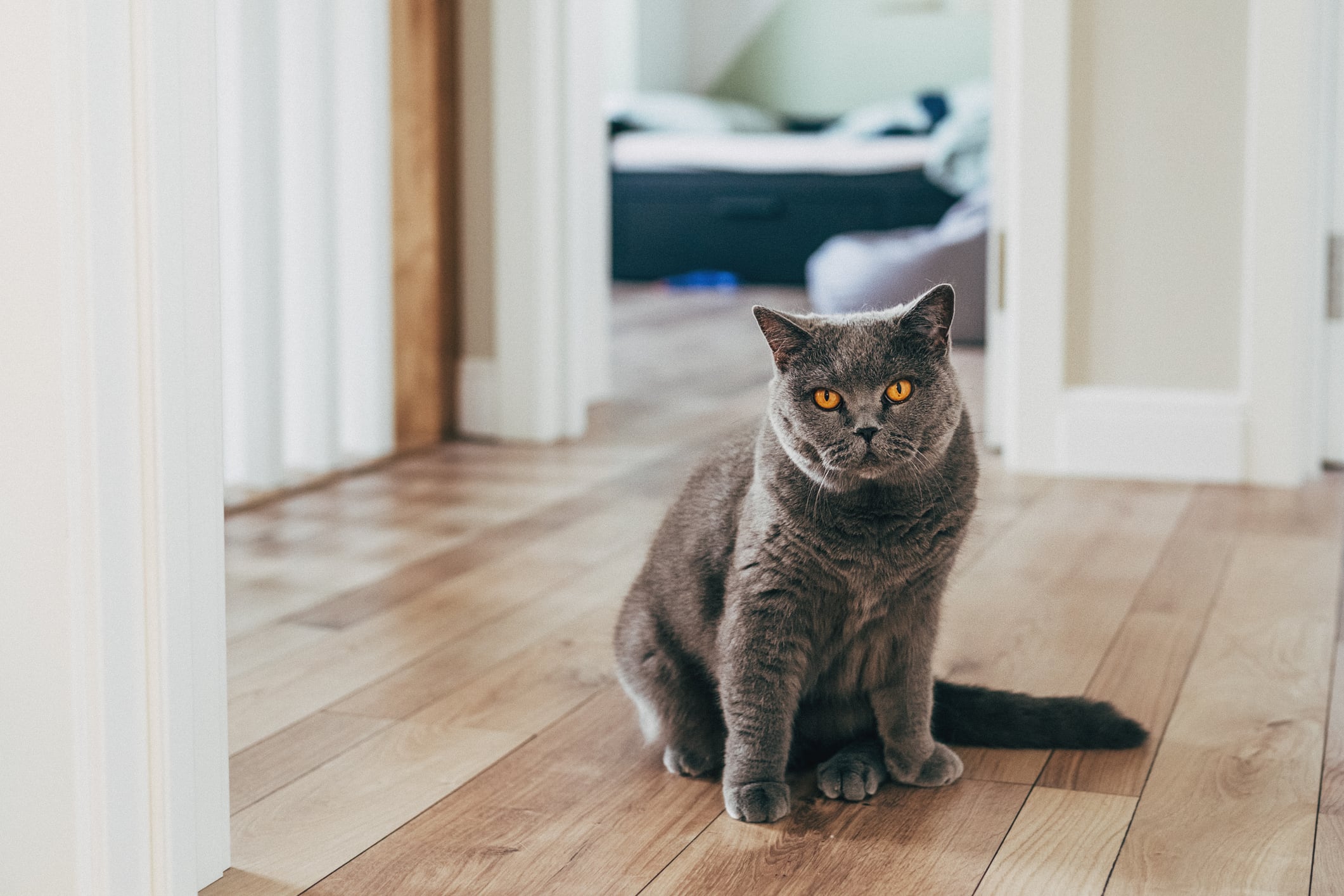 Raza de gato British Shorthair