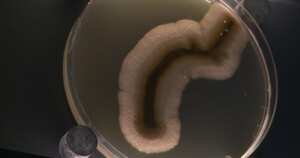 El primer zoológico de microbios