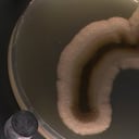 El primer zoológico de microbios