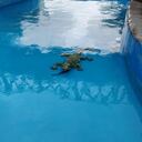 Crocodile in swimming pool