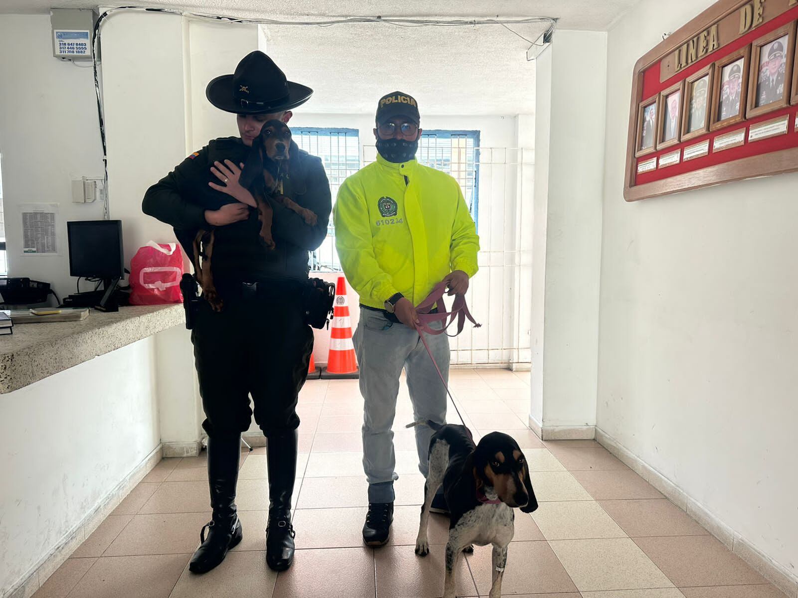 Hombre explotó por 9 años a dos perritos para lucrarse.