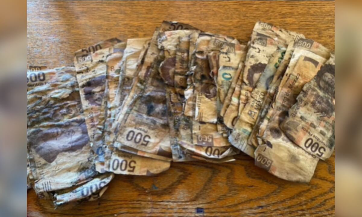 Hombre perdió ahorros para iPhone 14 al enterrar dinero en el jardín