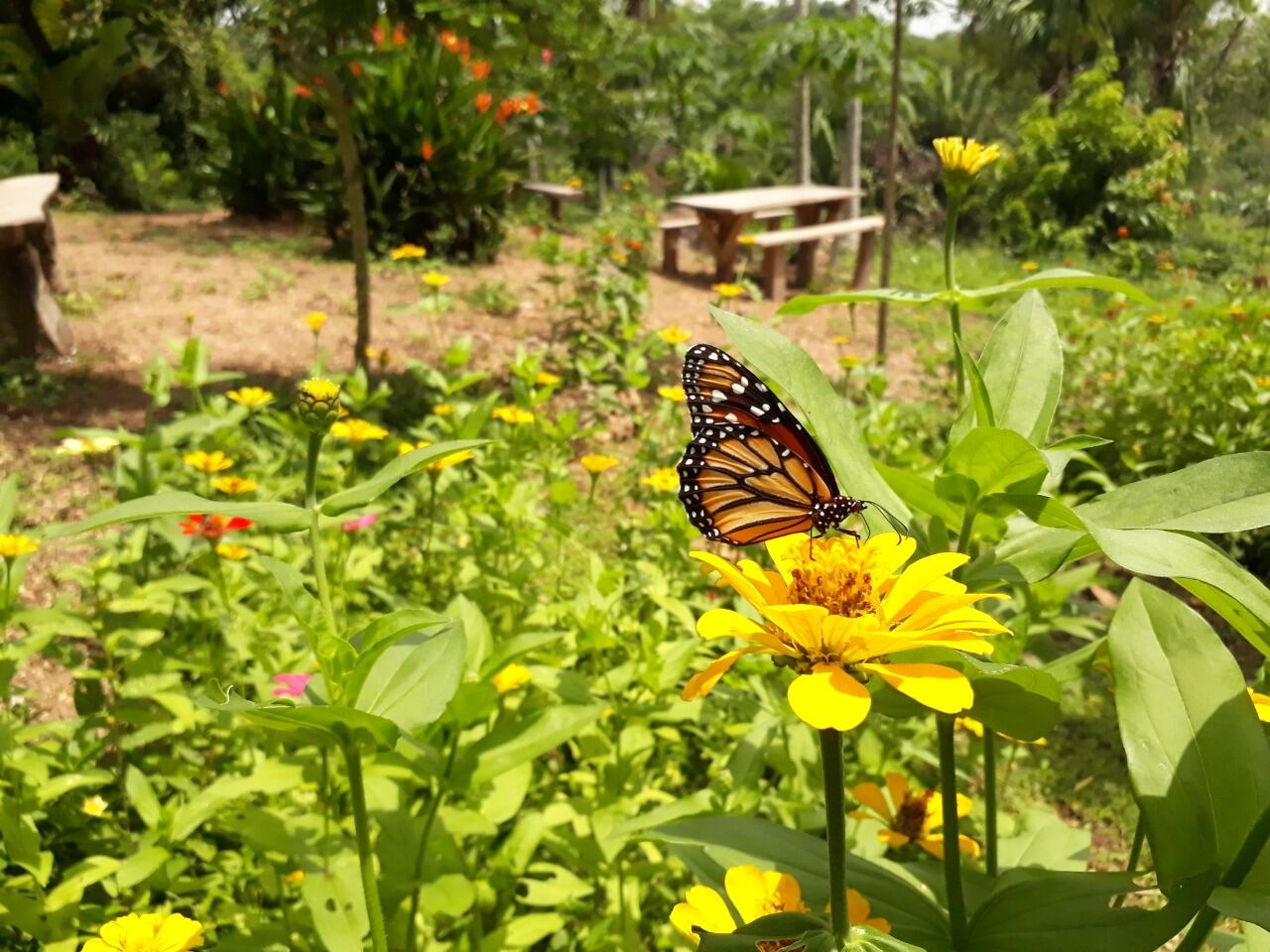 Junto a la Fundación Recofasa y la Policía Ambiental se han realizado liberaciones de especies que son aptas para la reserva, entre las que están serpientes, tortugas, algunas aves, ardillas y tortugas.