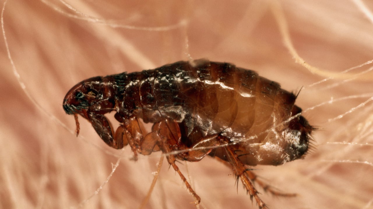 La pulga es un insecto.