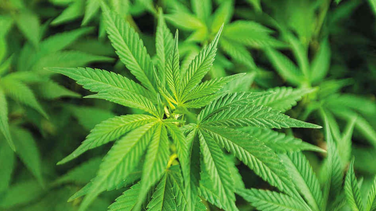 Casi todas las firmas que están invirtiendo en cannabis en Colombia son canadienses.