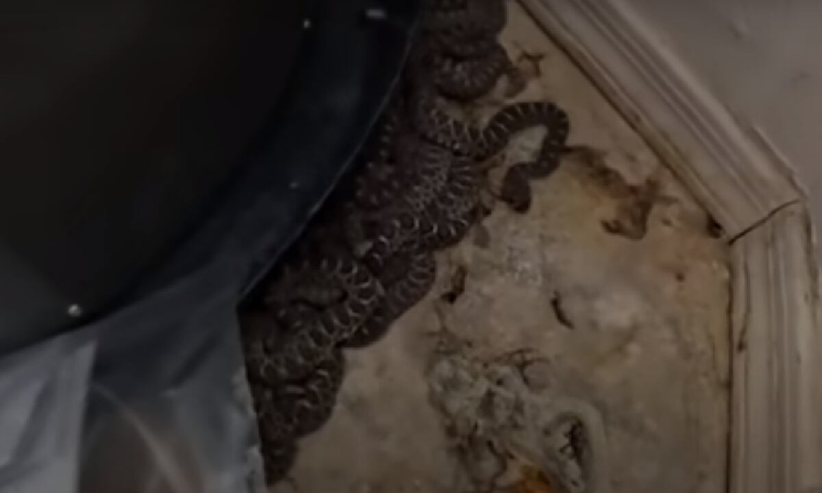 Aterrador video muestra cómo 20 serpientes cascabel fueron encontradas en un desordenado garaje en Estados Unidos.