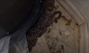 Aterrador video muestra cómo 20 serpientes cascabel fueron encontradas en un desordenado garaje en Estados Unidos.