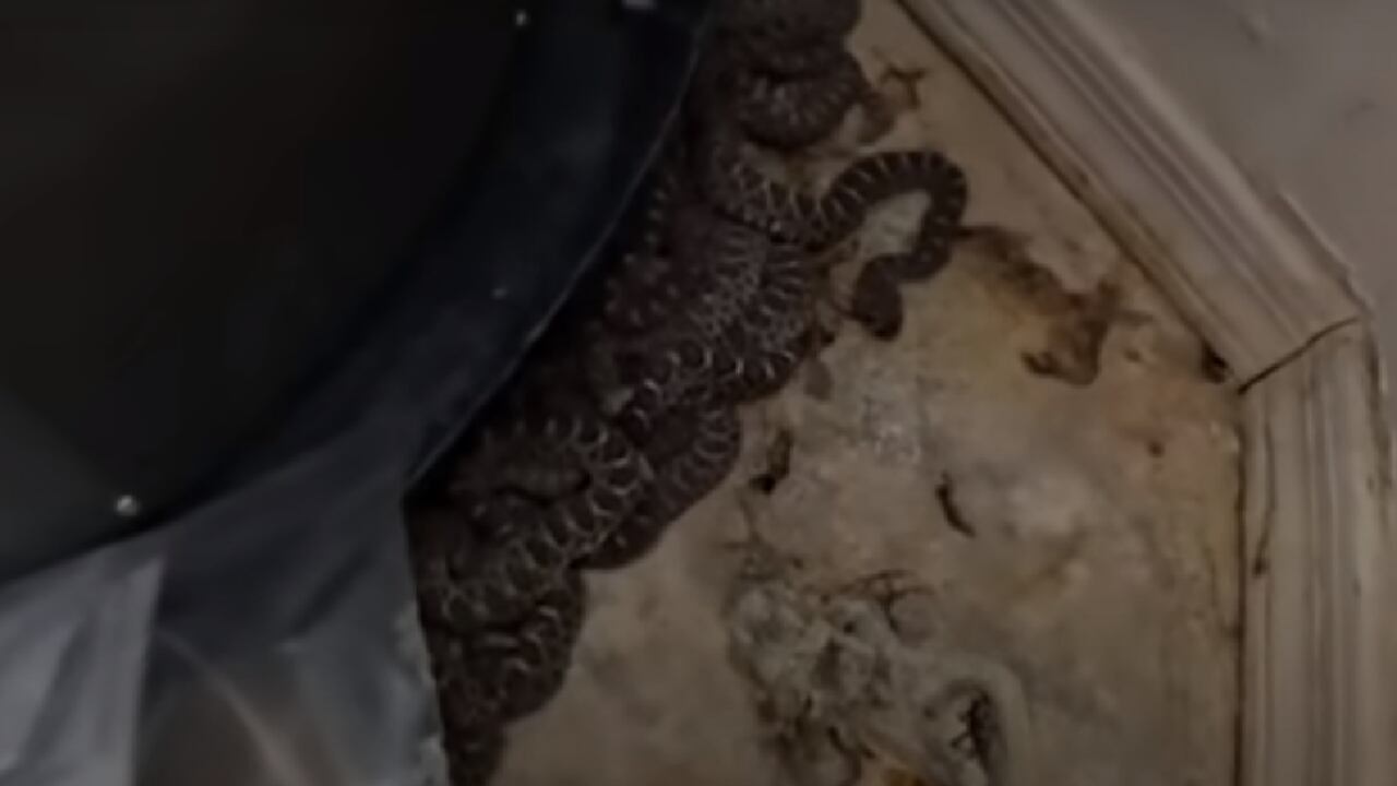 Aterrador video muestra cómo 20 serpientes cascabel fueron encontradas en un desordenado garaje en Estados Unidos.