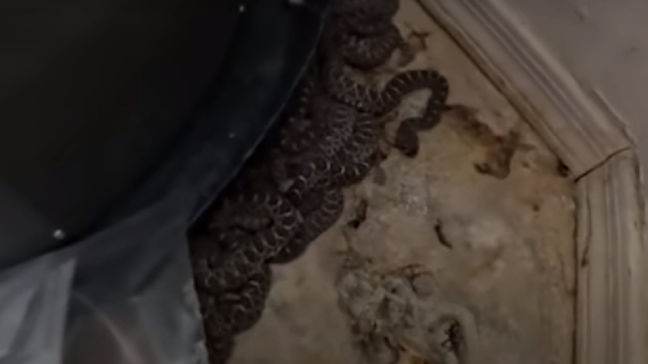Aterrador video muestra cómo 20 serpientes cascabel fueron encontradas en un desordenado garaje en Estados Unidos.