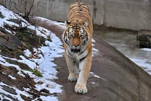 (Photo by Ukrinform/NurPhoto via Getty Images)