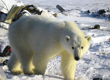 Canadá. Observación de osos polares. Hay un plan para viajar desde US$6.099 por persona que incluye seis noches.