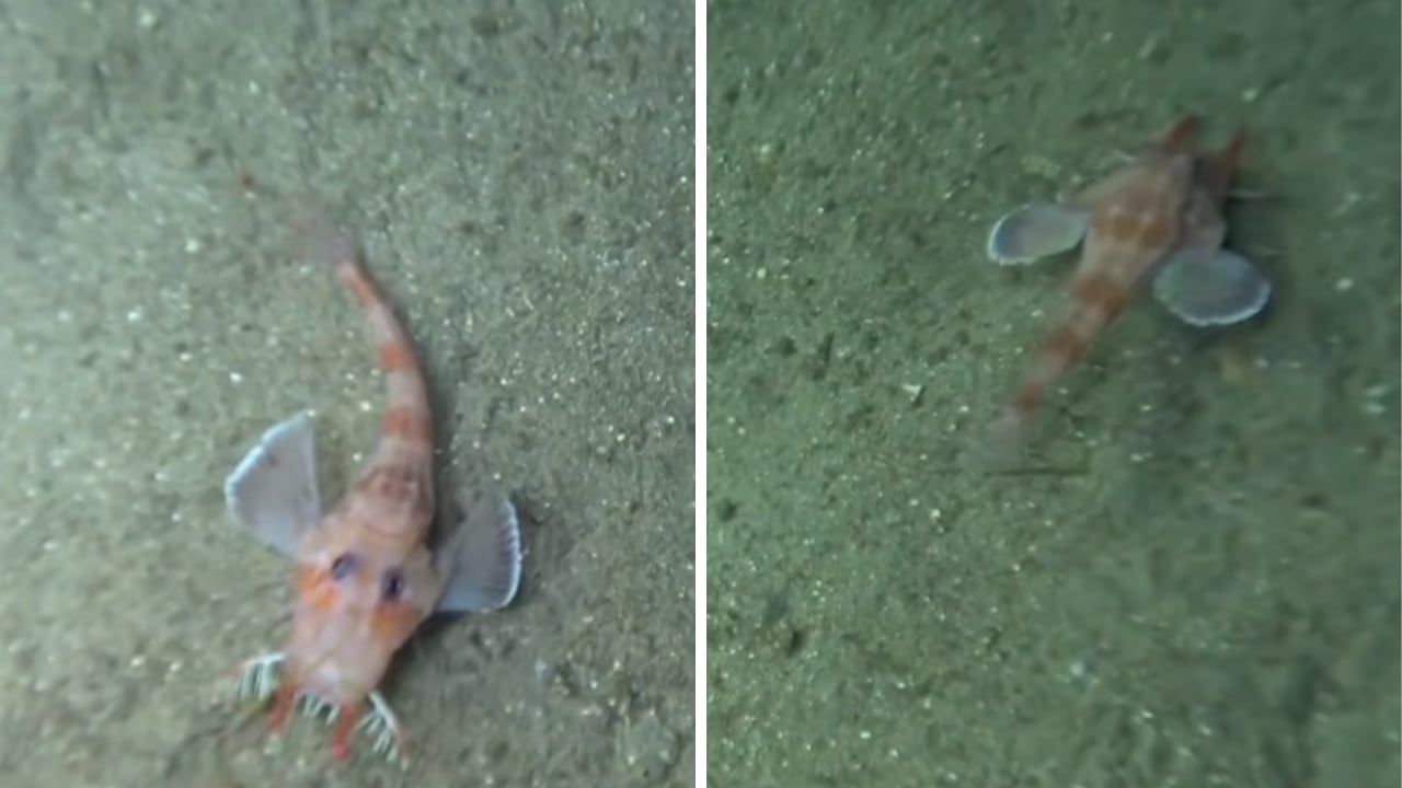 Las imágenes de este pez en el fondo del océano sorprendieron por una razón inesperada.