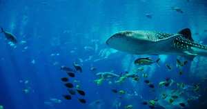 En Colombia la caza de tiburones está regulada por el Gobierno desde el año 2011. Foto: archivo/Semana