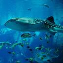 En Colombia la caza de tiburones está regulada por el Gobierno desde el año 2011. Foto: archivo/Semana