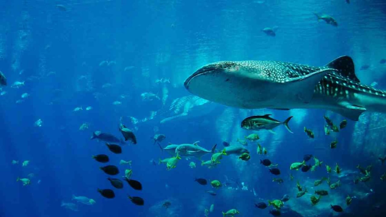 En Colombia la caza de tiburones está regulada por el Gobierno desde el año 2011. Foto: archivo/Semana