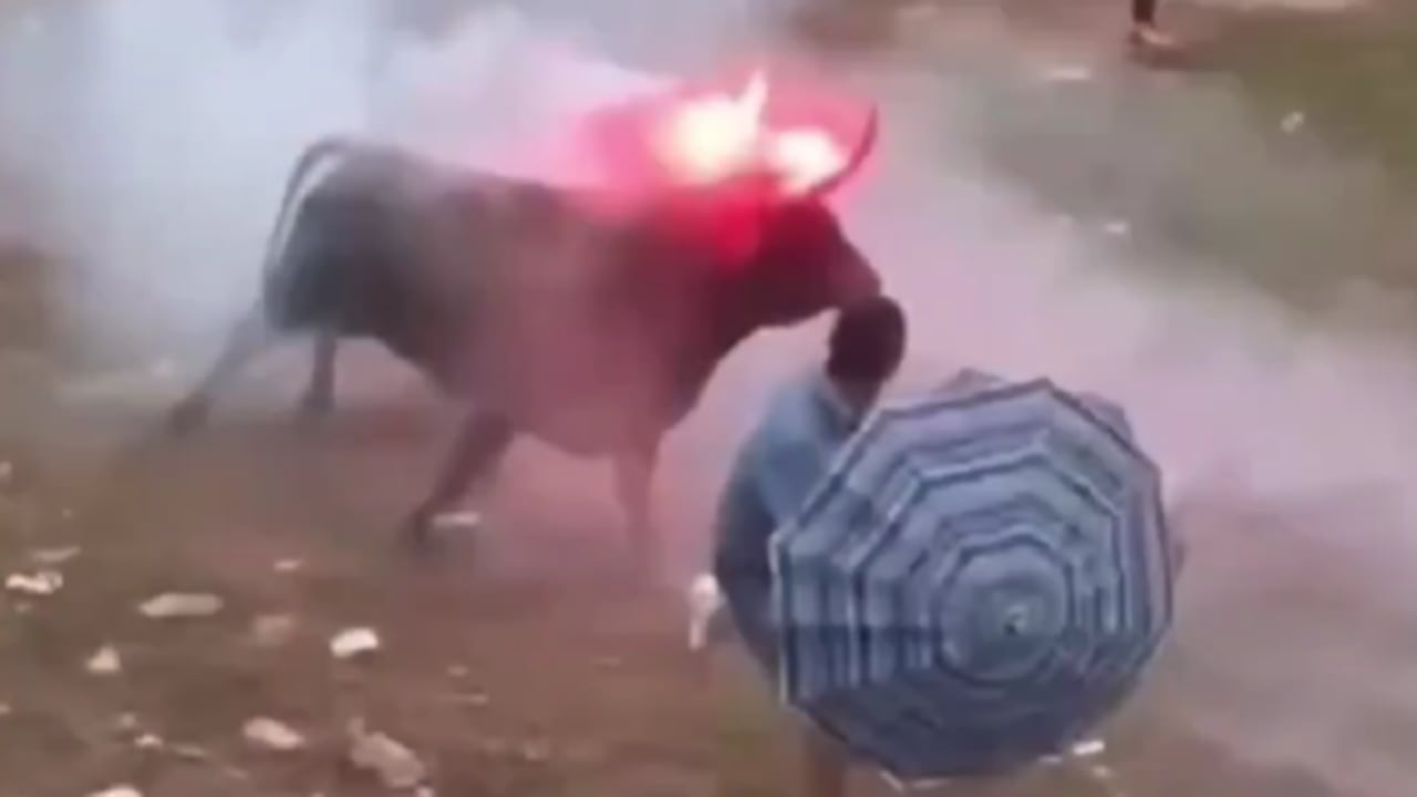 El animal tenía los cuernos prendidos.