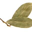 Consumir laurel puede ayudar a bajar los niveles de azúcar en la sangre.