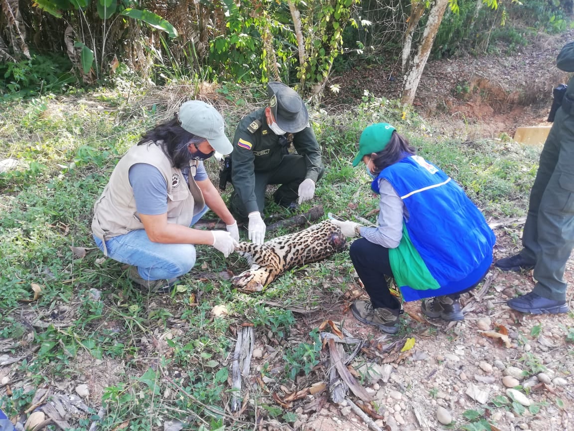 Tigrillo muerto en Santander