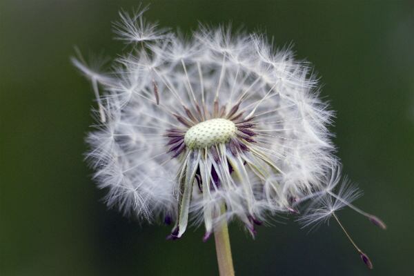 Un diente de león maduro fue fotografiado durante la cálida primavera en Belgrado, Serbia. (AP)