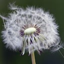 Un diente de león maduro fue fotografiado durante la cálida primavera en Belgrado, Serbia. (AP)
