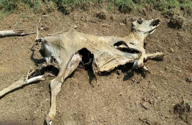 Cortesía de Contexto Ganadero