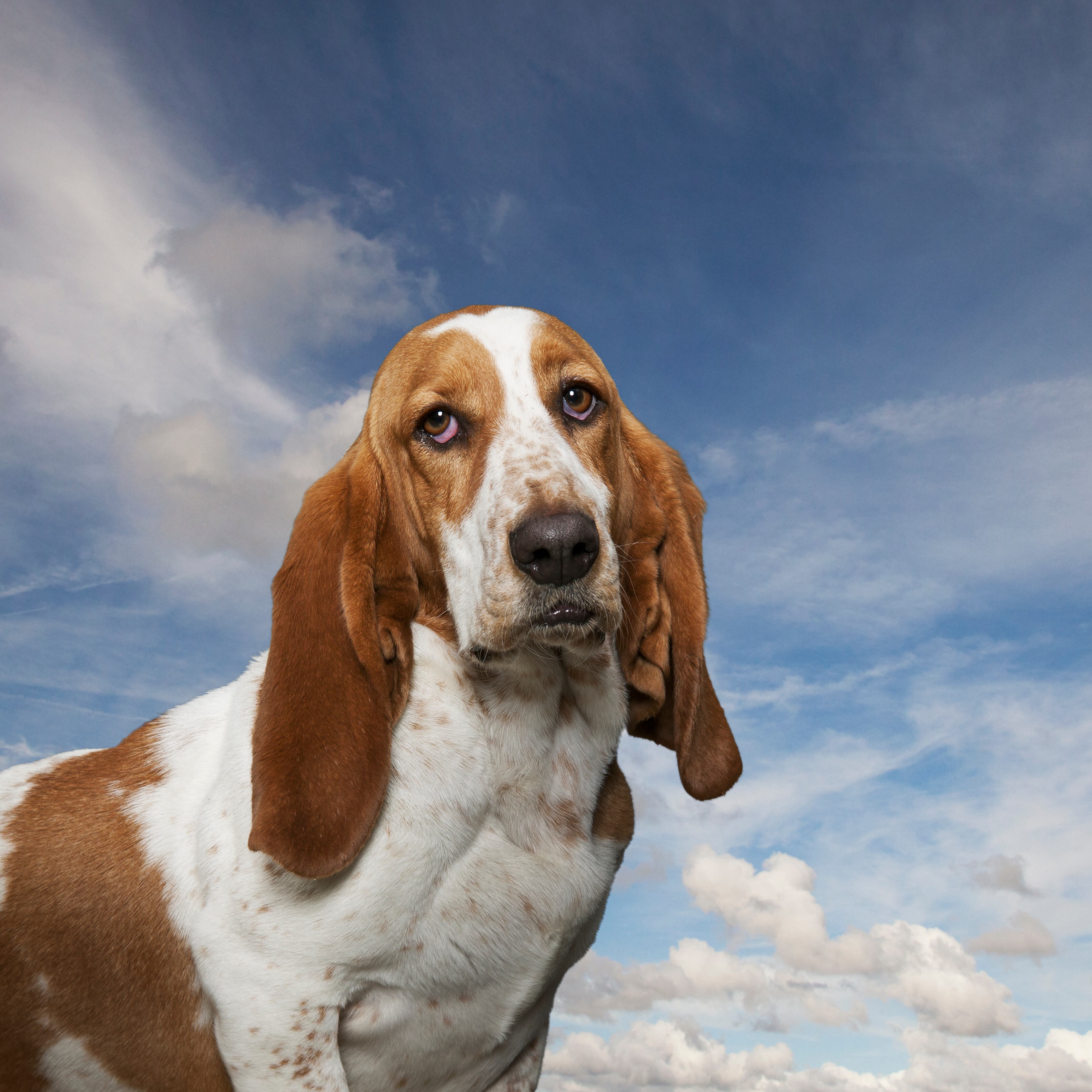 Basset Hound