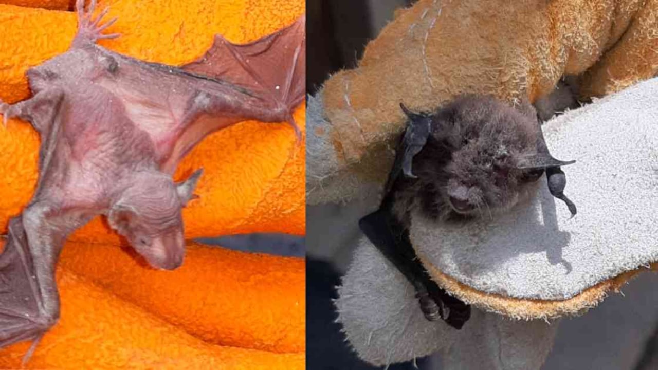 Varios murciélagos fueron atacados en un departamento en el norte de Perú. Fotos: Serfor.