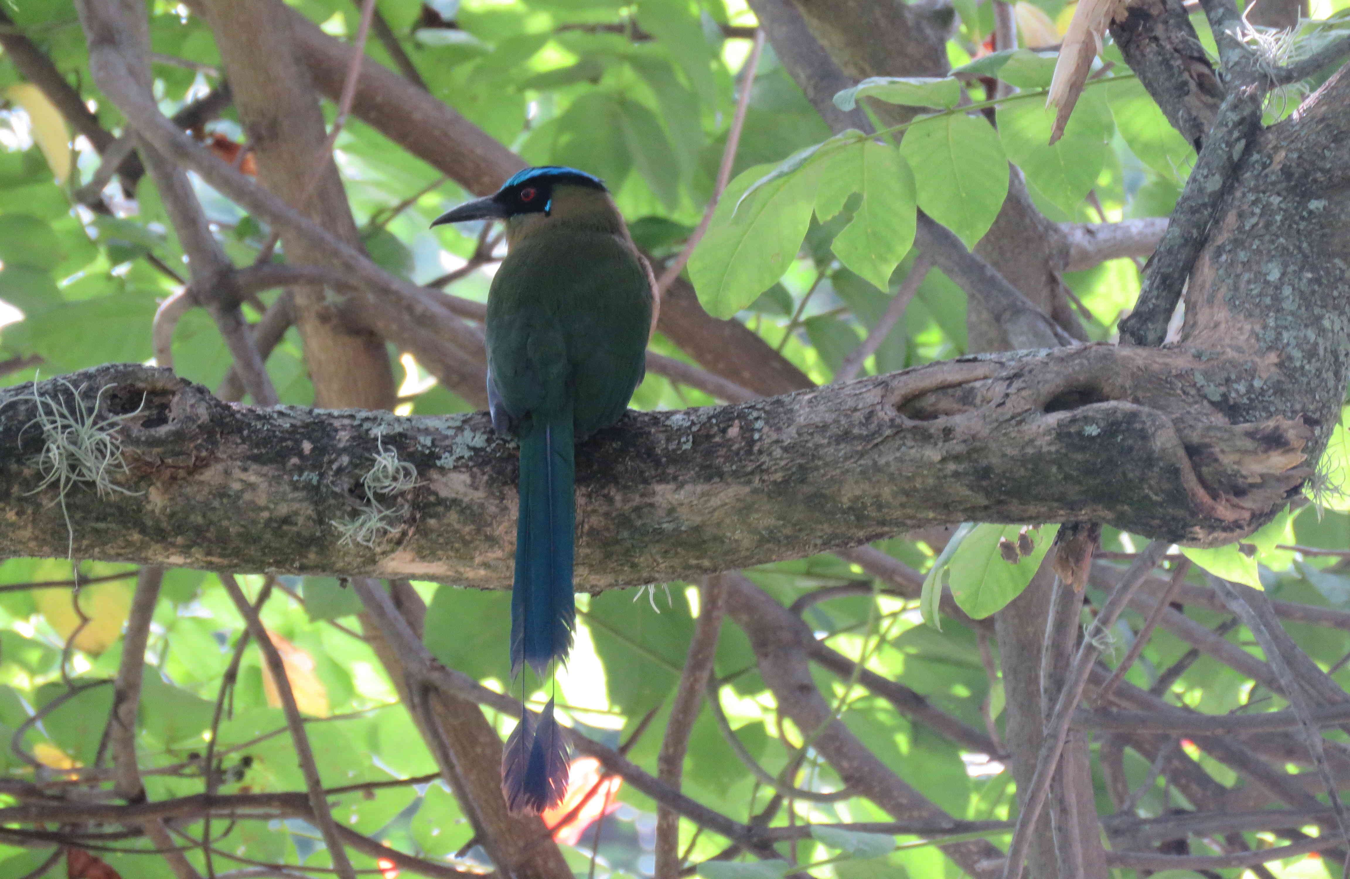 El 18 por ciento de pastos que se tendrán que regenerar comprenden al menos 74 hectáreas del parque. Foto: Ingenio Providencia 