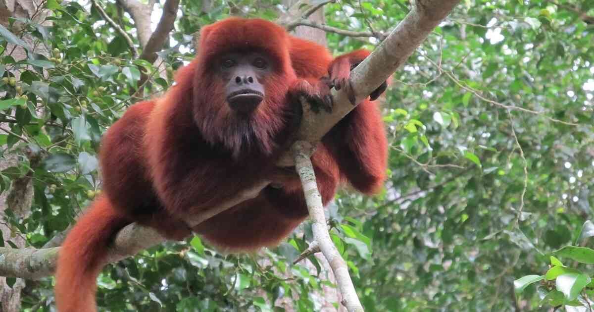 Los monos aulladores son unas de las especies de primates emblemáticas de Colombia. Foto: William Muñoz/CAM. 