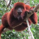 Los monos aulladores son unas de las especies de primates emblemáticas de Colombia. Foto: William Muñoz/CAM.