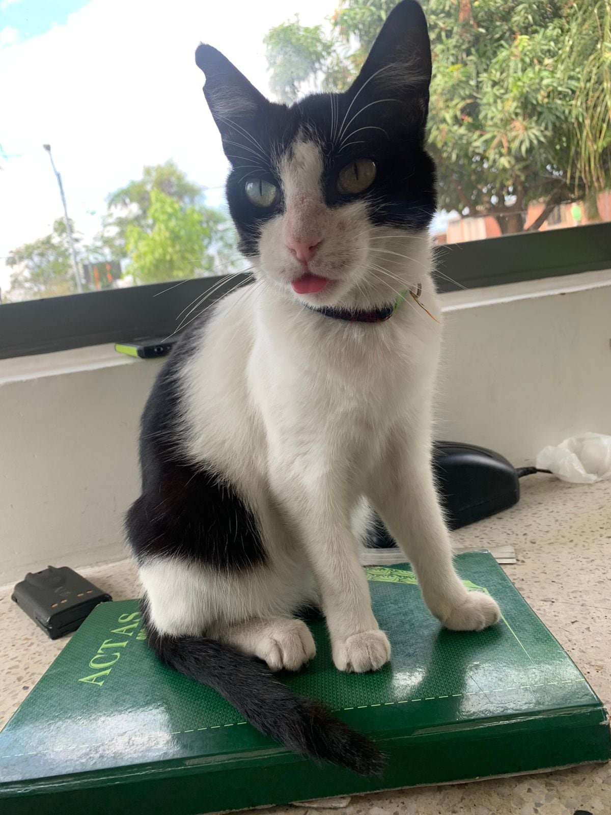 ‘Niña’, la gata que resultó gravemente herida en atentado con granada en el CAI de Charco Azul en Cali.