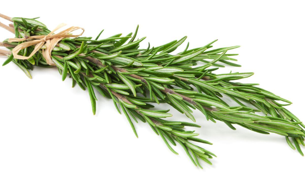 Así se debe mantener fresco el romero.