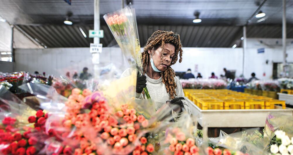 Entre enero y febrero de 2024, Colombia exportó más de 59.000 toneladas de flores frescas cortadas. 